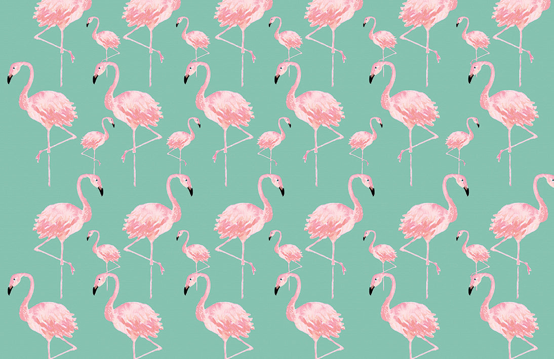 Flamingos