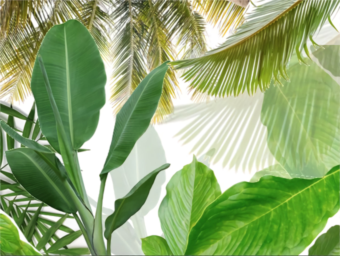 Leaflar
