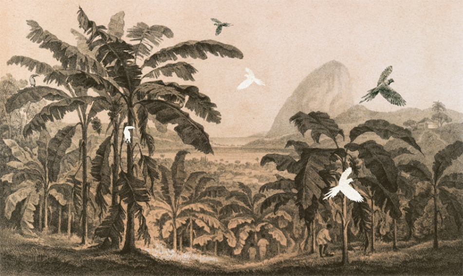 Jungle